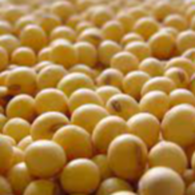 Soy Bean Exporters, Wholesaler & Manufacturer | Globaltradeplaza.com