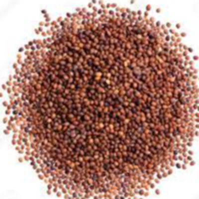 resources of marjoram seeds exporters