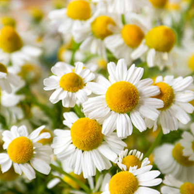 resources of chamomile exporters