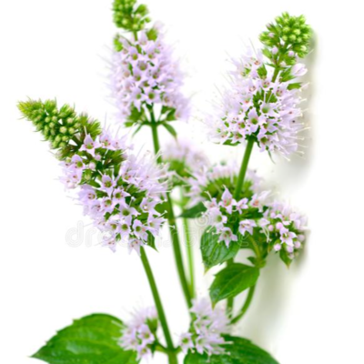 resources of peppermint exporters