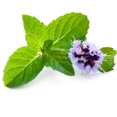 resources of spearmint exporters