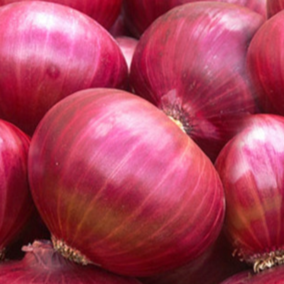 resources of onion exporters