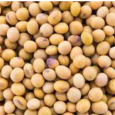 resources of SOYA BEAN GMO exporters
