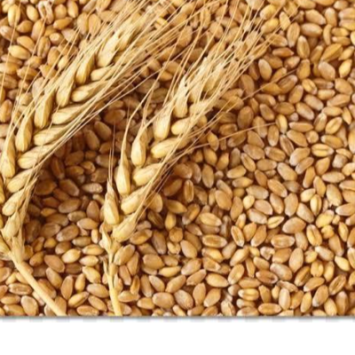 resources of wheat (common) exporters