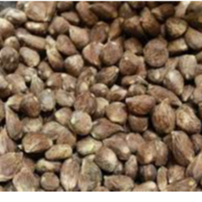resources of Palm Kernel exporters