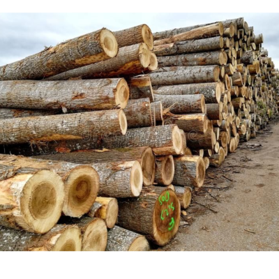 resources of Wood and logs exporters