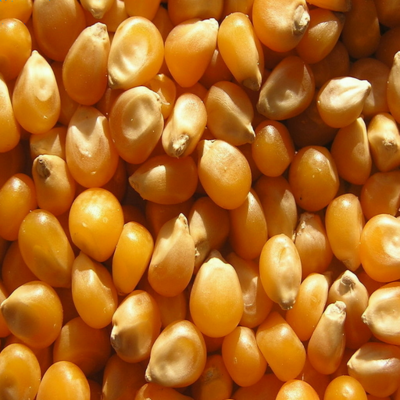 resources of Maize / Corn for sale exporters