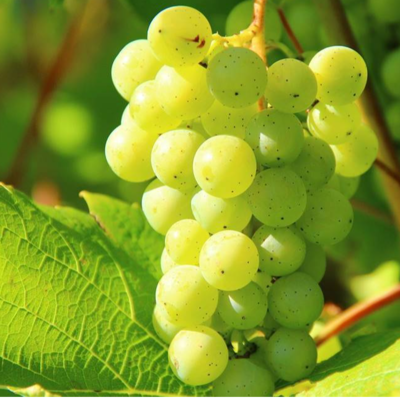 resources of GRAPES exporters