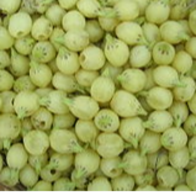 Madhuca longifolia Exporters, Wholesaler & Manufacturer | Globaltradeplaza.com