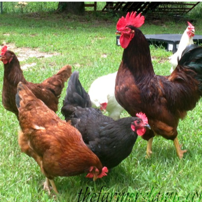 resources of free range chicken exporters