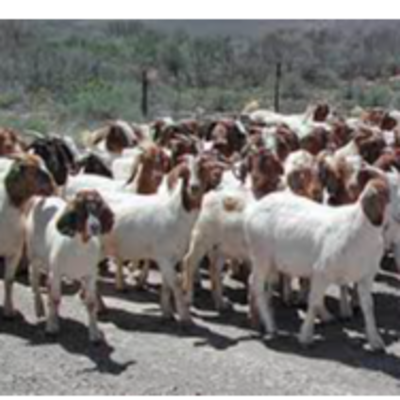 resources of Goat exporters