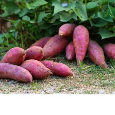 resources of Sweet Potato exporters