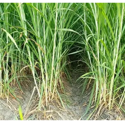 resources of Pakchong grass exporters