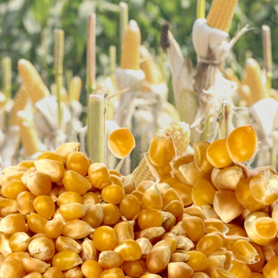 resources of Feed Corn exporters