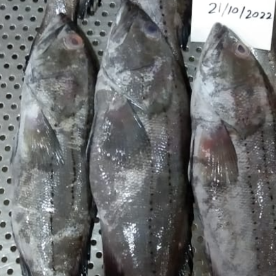 Reef Cod (EPINEPHELUS DIACANTHUS) Exporters, Wholesaler & Manufacturer | Globaltradeplaza.com