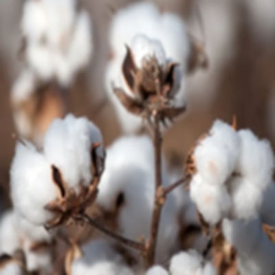 resources of Cotton exporters