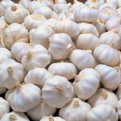 resources of WHITE GARLIC exporters