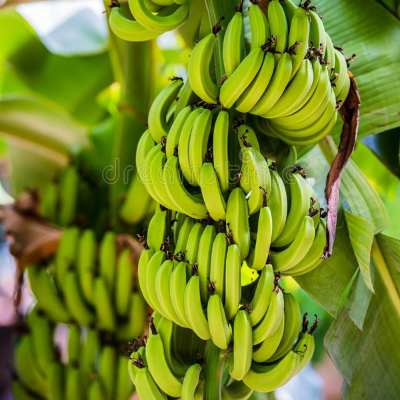 resources of G9 Cavendish Banana exporters