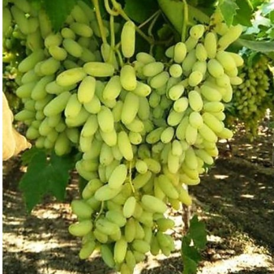 Grapes Exporters, Wholesaler & Manufacturer | Globaltradeplaza.com