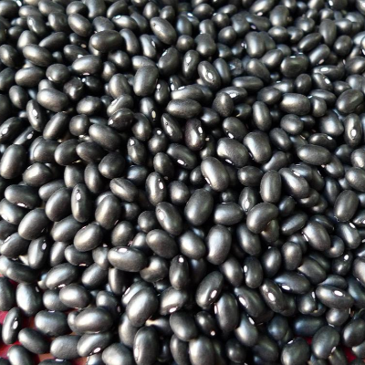resources of Organic Black Kidney Beans exporters