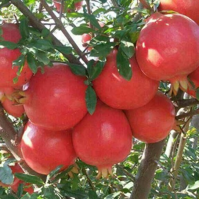 resources of Pomogranates exporters