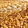 High Quality Wheat Grain from AR;2000 Dried AD COMMON Cultivation with ISO Certification Exporters, Wholesaler & Manufacturer | Globaltradeplaza.com