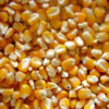 Yellow corn for animal feed grade Exporters, Wholesaler & Manufacturer | Globaltradeplaza.com