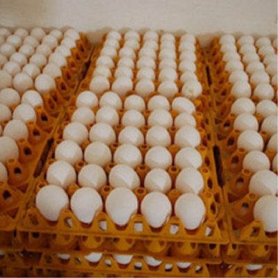 Fresh Chicken Eggs / Round Table Eggs for Sale / fertile hatching eggs Exporters, Wholesaler & Manufacturer | Globaltradeplaza.com