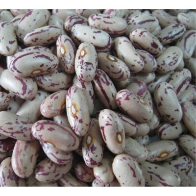 Light Speckled Kidney beans Exporters, Wholesaler & Manufacturer | Globaltradeplaza.com