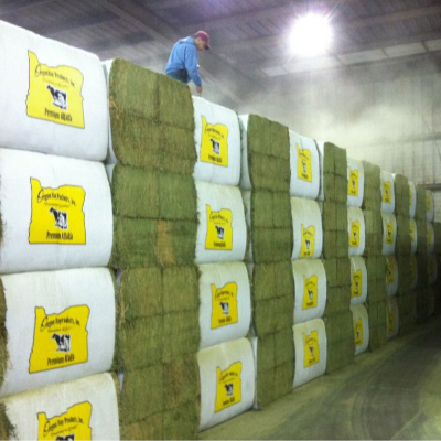 Super Top Quality Alfafa Hay for Animal Feeding Exporters, Wholesaler & Manufacturer | Globaltradeplaza.com
