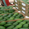Fresh Avocados fresh hass and fuerte Exporters, Wholesaler & Manufacturer | Globaltradeplaza.com