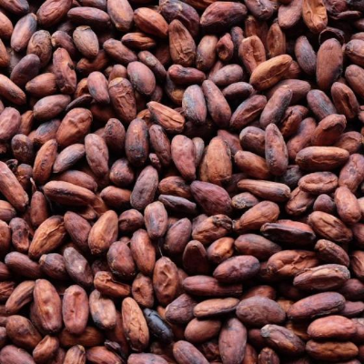 Cocoa Beans From Ivory Coast Exporters, Wholesaler & Manufacturer | Globaltradeplaza.com