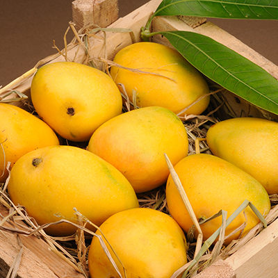 resources of Mango (Keshari /alphonso) exporters