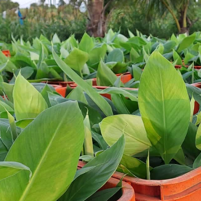 resources of Banana Tissue Culture Plants exporters