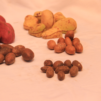 resources of Kola nut,  bitter kola exporters
