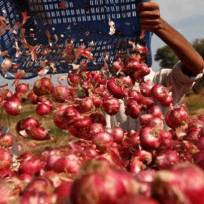 resources of Fresh Onion exporters