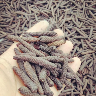resources of Long Pepper exporters