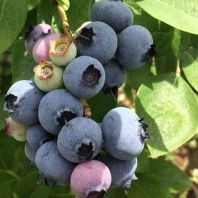 resources of Blueberry Puree and IQF exporters
