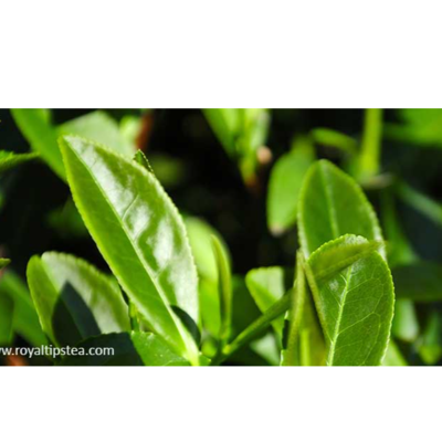 resources of OOLONG TEA LEAVES exporters