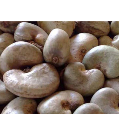 resources of Raw Cashew Nuts exporters