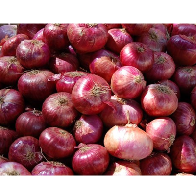 resources of ONION exporters