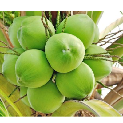 resources of tender coconut exporters