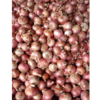 Onion Exporters, Wholesaler & Manufacturer | Globaltradeplaza.com