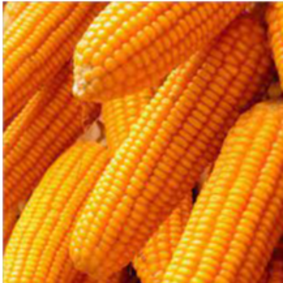 Yellow Maize Exporters, Wholesaler & Manufacturer | Globaltradeplaza.com