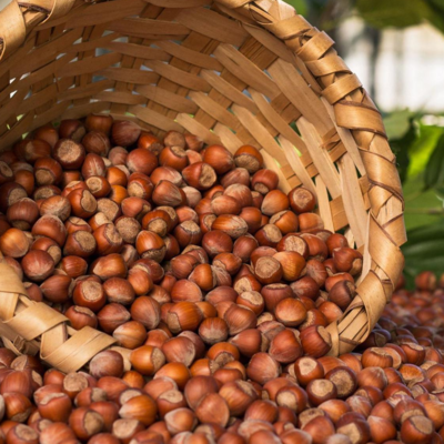 resources of Hazelnut exporters