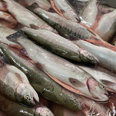 resources of Fresh and Salmon Rainbow Trout Salmon exporters