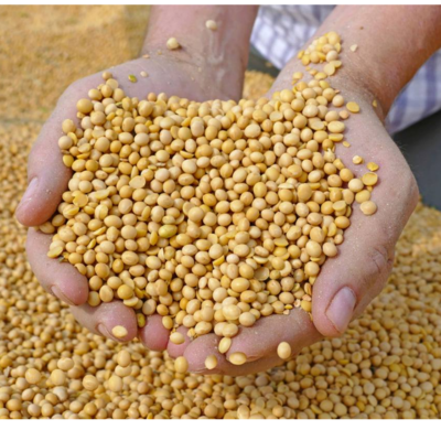 resources of Soy beans exporters