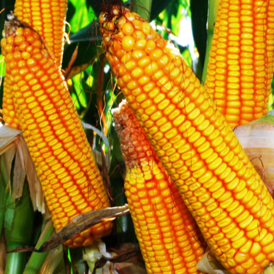 resources of Yellow & White Corn exporters