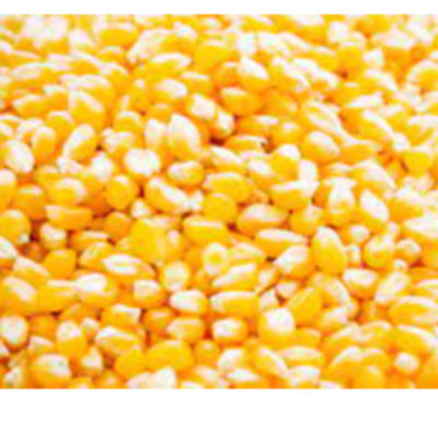 resources of Maize/Corn exporters