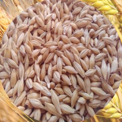resources of Feed Barley exporters